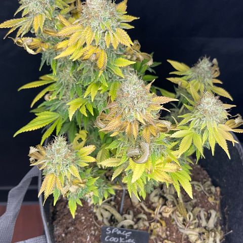 Space Cookies growlog timeline photo
