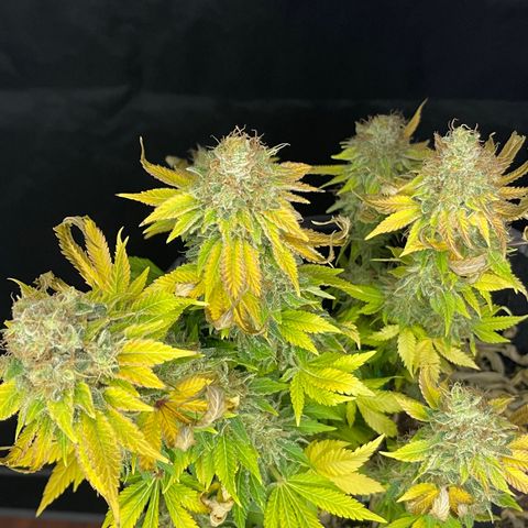 Space Cookies growlog timeline photo