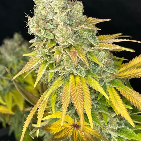 Space Cookies growlog timeline photo