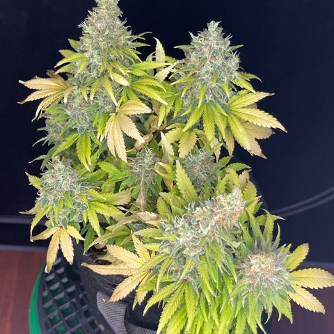Sour Diesel #2 growlog timeline photo