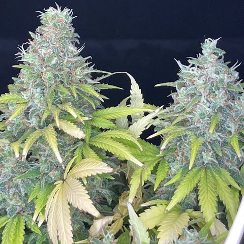 Sour Diesel #2 growlog timeline photo