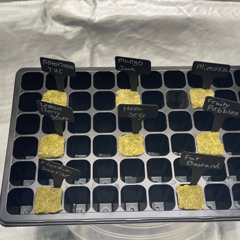 Grow Pictures #2 growlog timeline photo