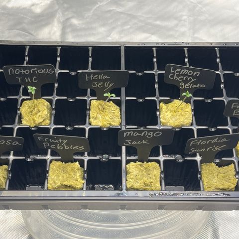 Grow Pictures #2 growlog timeline photo