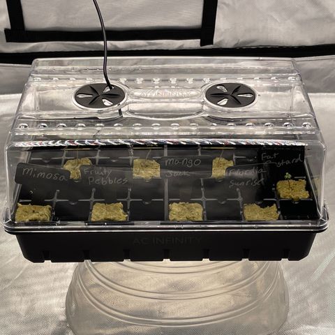 Grow Pictures #2 growlog timeline photo