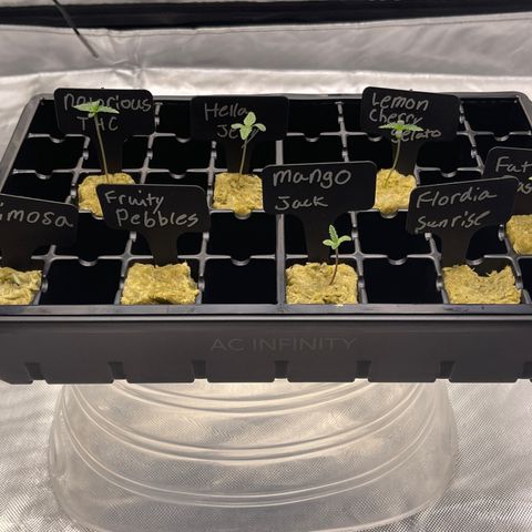 Grow Pictures #2 growlog timeline photo