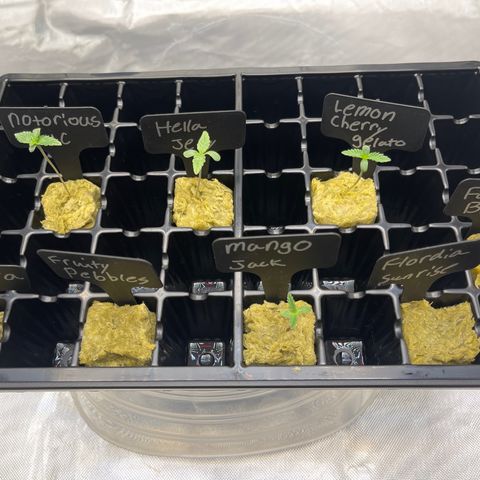 Grow Pictures #2 growlog timeline photo