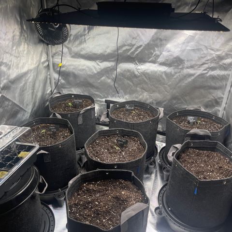 Grow Pictures #2 growlog timeline photo