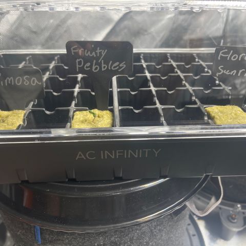 Grow Pictures #2 growlog timeline photo