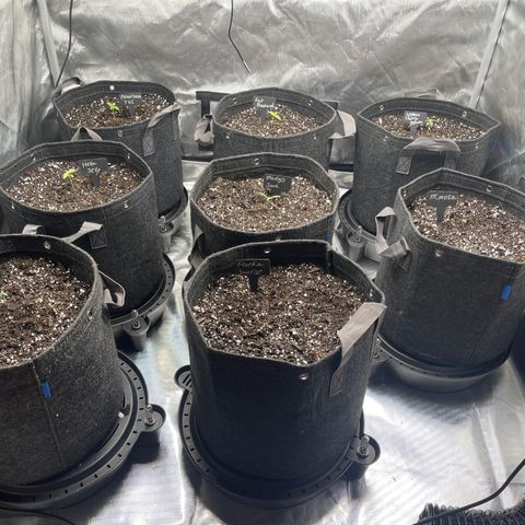 Grow Pictures #2 growlog timeline photo
