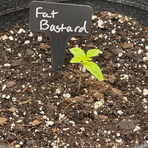 Fat Bastard growlog timeline photo