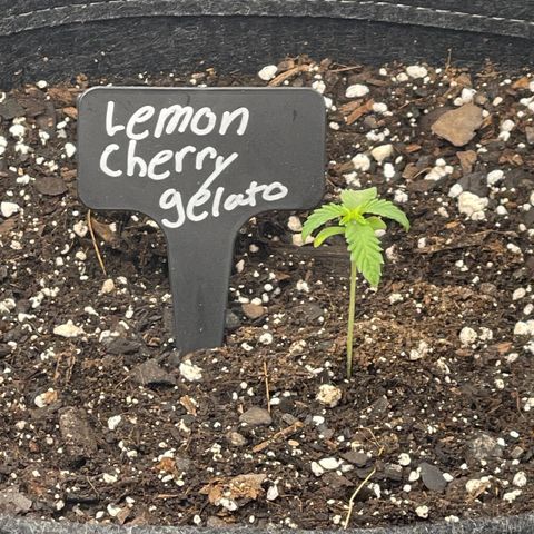 Lemon Cherry Gelato growlog timeline photo