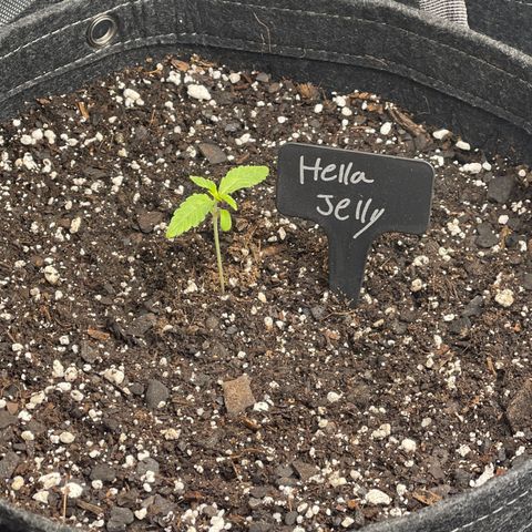 Hella Jelly  growlog timeline photo