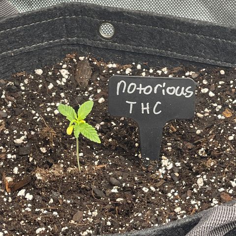 Notorious THC growlog timeline photo