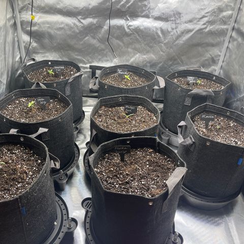 Grow Pictures #2 growlog timeline photo