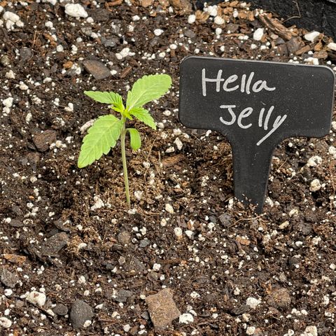 Hella Jelly  growlog timeline photo
