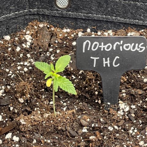 Notorious THC growlog timeline photo