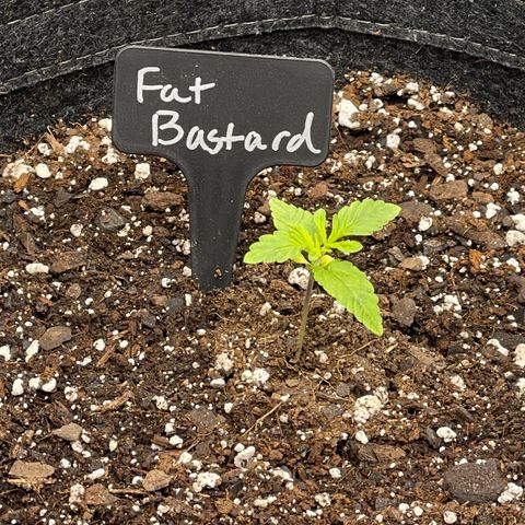 Fat Bastard growlog timeline photo