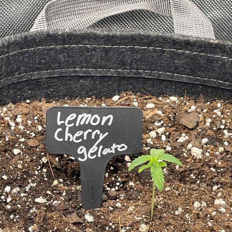 Lemon Cherry Gelato growlog timeline photo