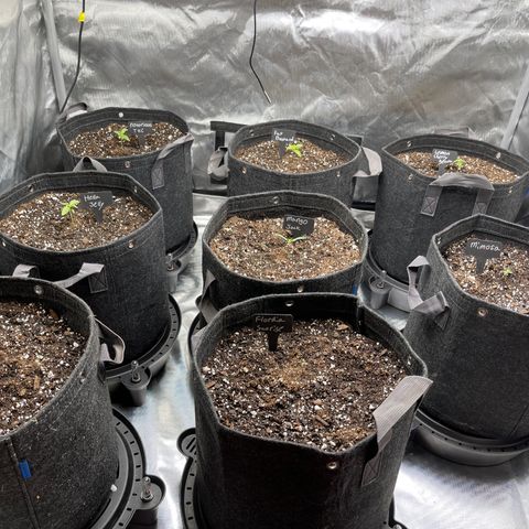 Grow Pictures #2 growlog timeline photo