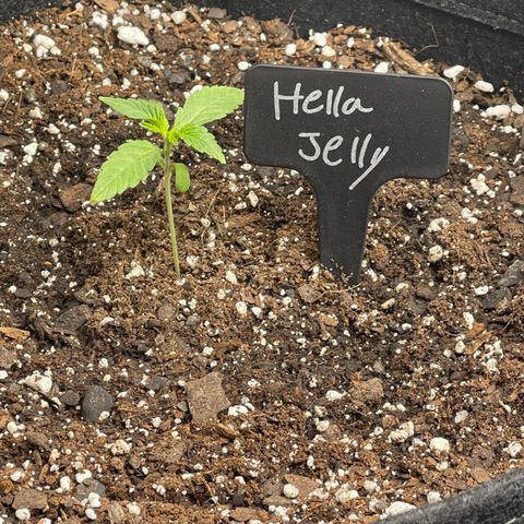 Hella Jelly  growlog timeline photo