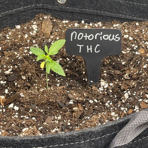 Notorious THC growlog timeline photo