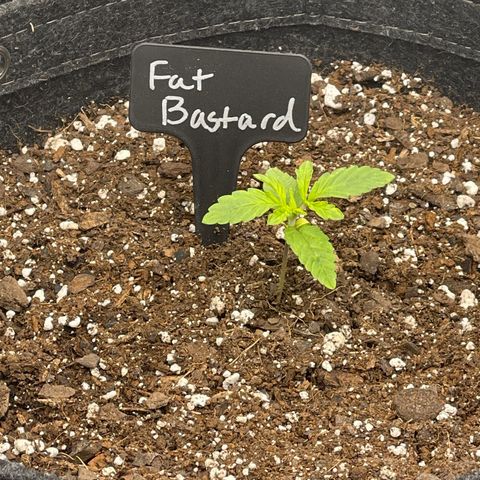Fat Bastard growlog timeline photo