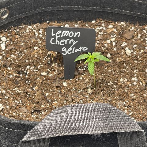 Lemon Cherry Gelato growlog timeline photo
