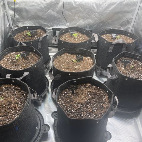 Grow Pictures #2 growlog timeline photo