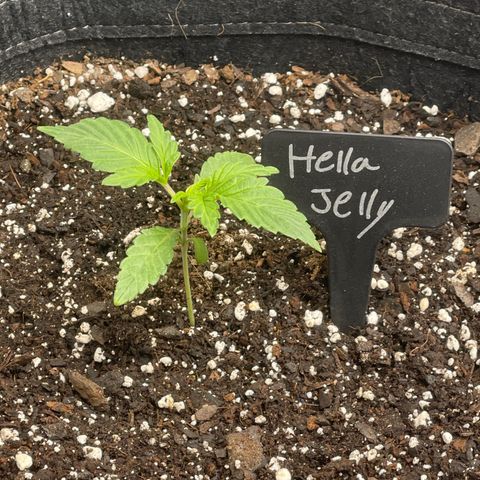 Hella Jelly  growlog timeline photo
