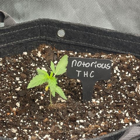Notorious THC growlog timeline photo