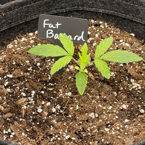 Fat Bastard growlog timeline photo