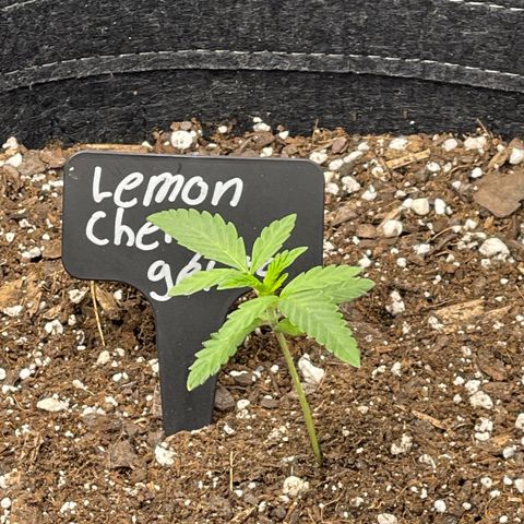Lemon Cherry Gelato growlog timeline photo