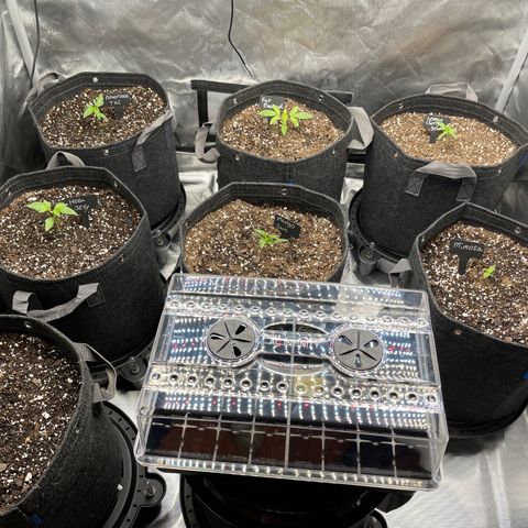 Grow Pictures #2 growlog timeline photo