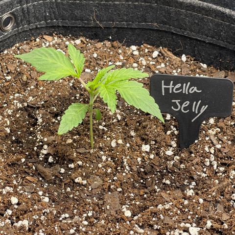 Hella Jelly  growlog timeline photo