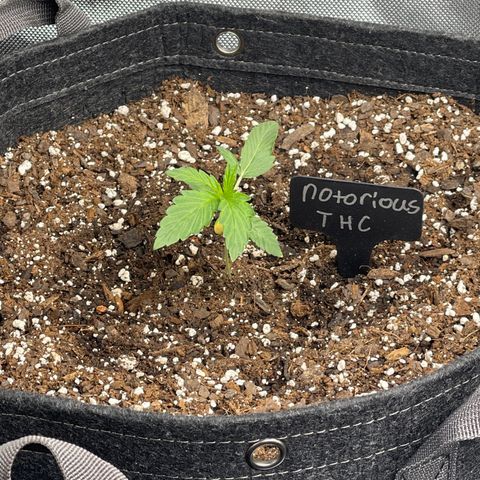 Notorious THC growlog timeline photo