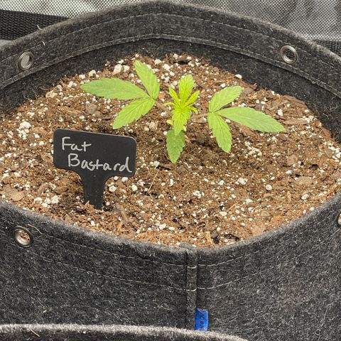 Fat Bastard growlog timeline photo