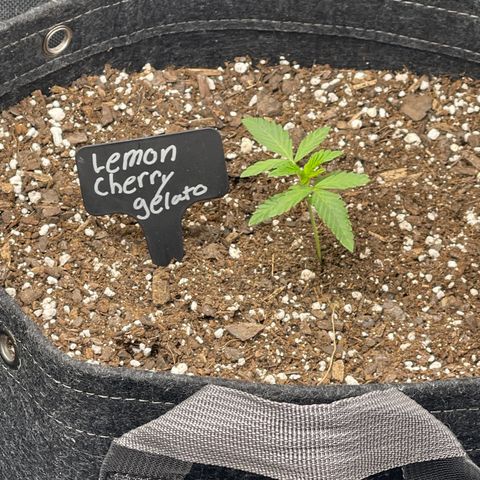Lemon Cherry Gelato growlog timeline photo