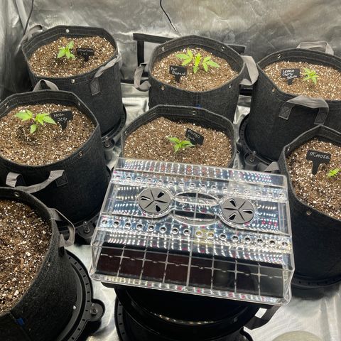 Grow Pictures #2 growlog timeline photo