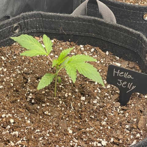 Hella Jelly  growlog timeline photo