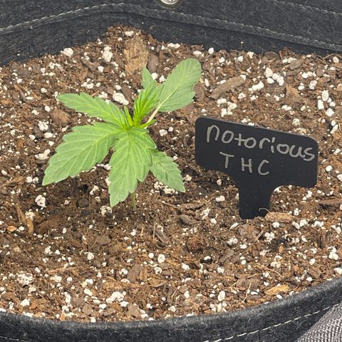 Notorious THC growlog timeline photo