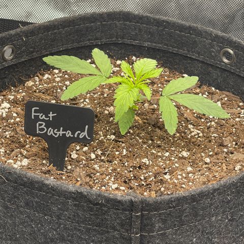 Fat Bastard growlog timeline photo