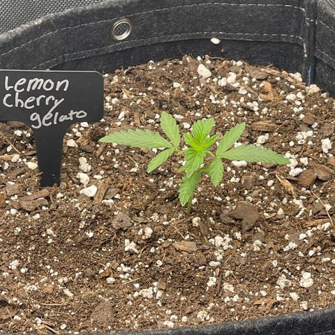 Lemon Cherry Gelato growlog timeline photo