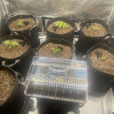 Grow Pictures #2 growlog timeline photo