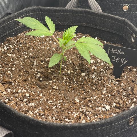 Hella Jelly  growlog timeline photo
