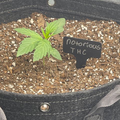 Notorious THC growlog timeline photo