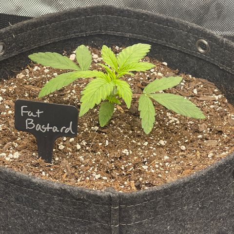 Fat Bastard growlog timeline photo