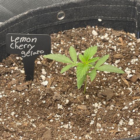 Lemon Cherry Gelato growlog timeline photo