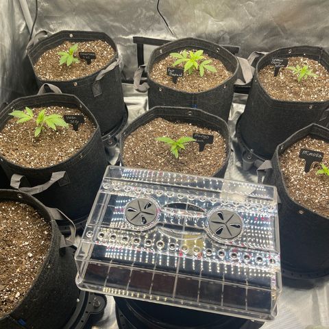 Grow Pictures #2 growlog timeline photo