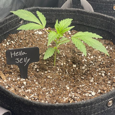 Hella Jelly  growlog timeline photo