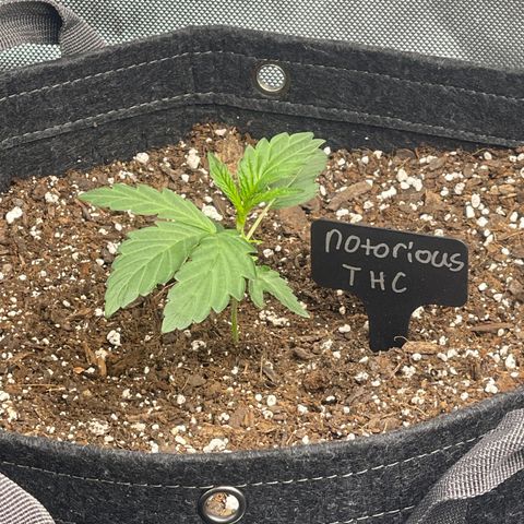 Notorious THC growlog timeline photo